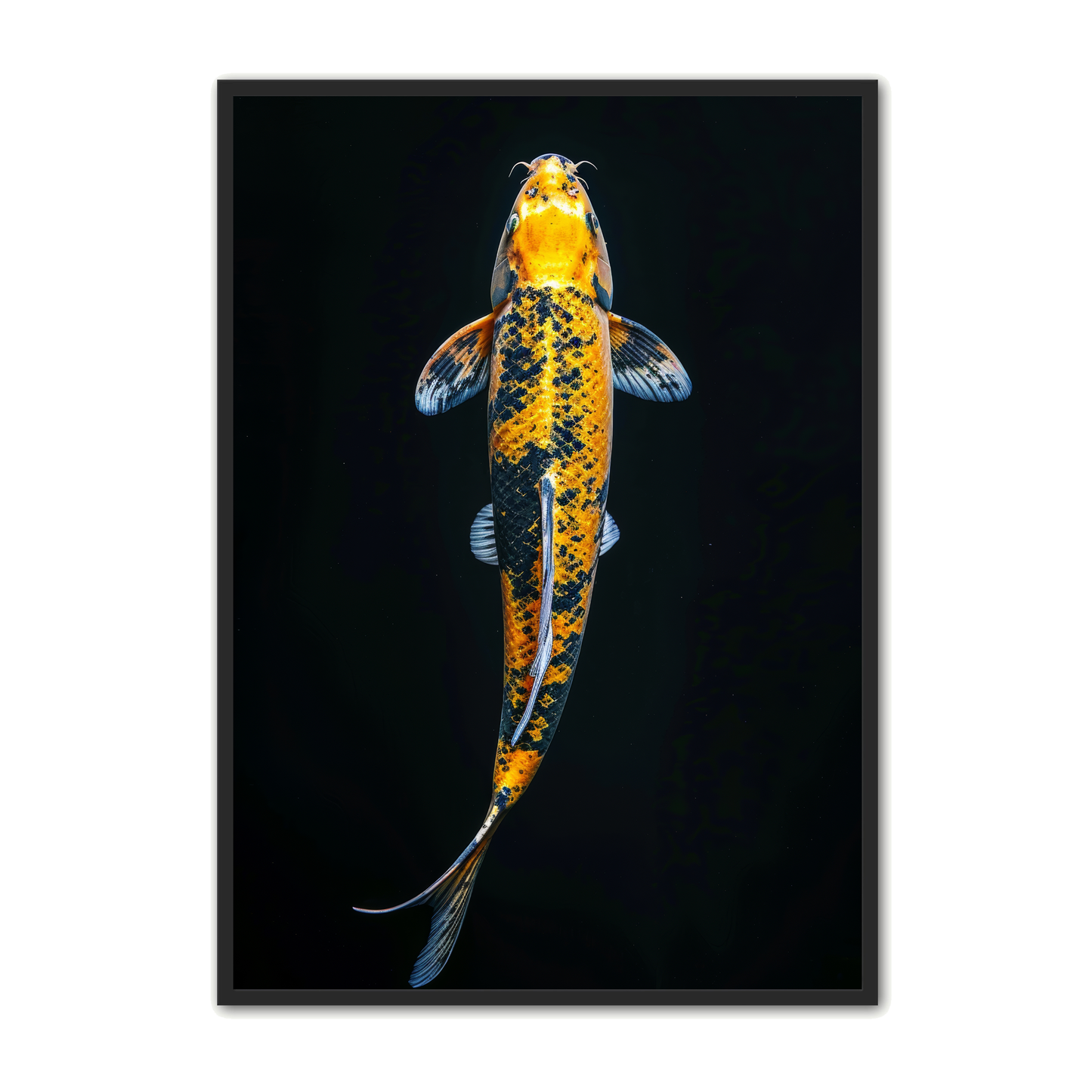 Koi Fisk Plakat 5