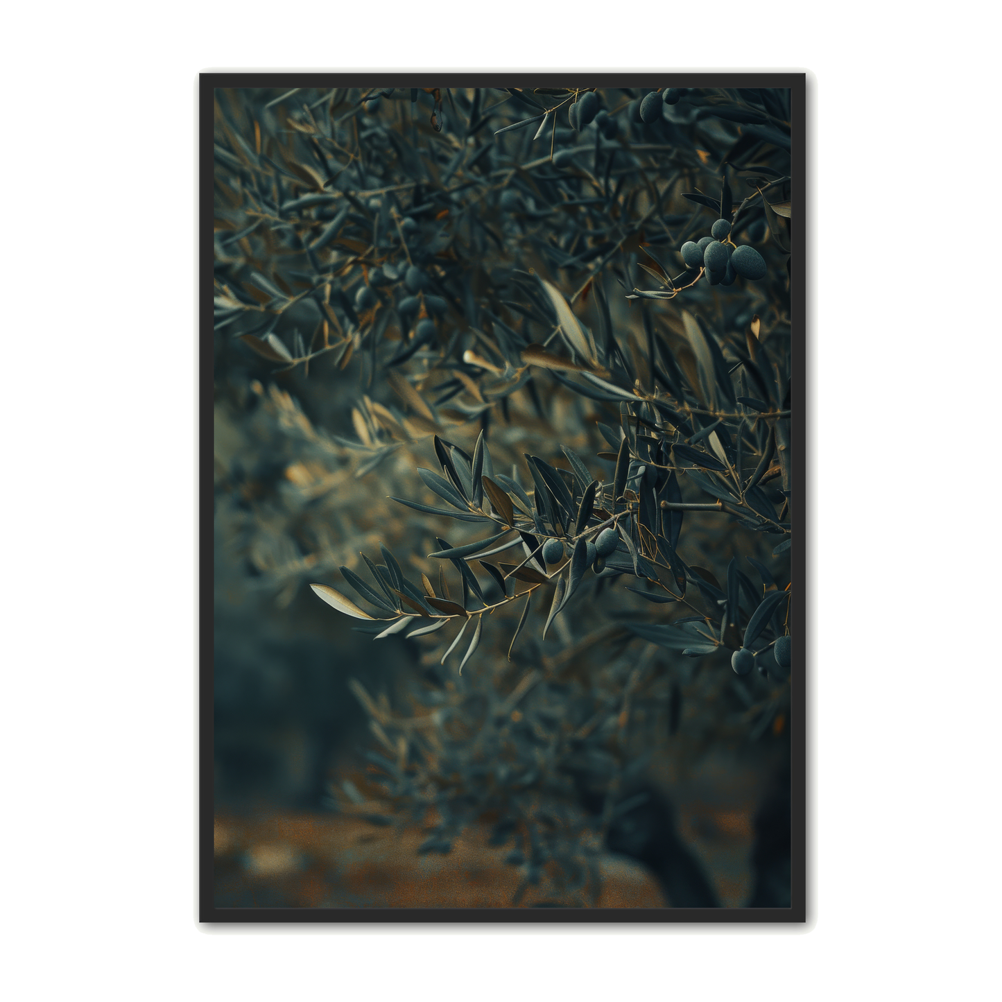 Oliven Plakat 22