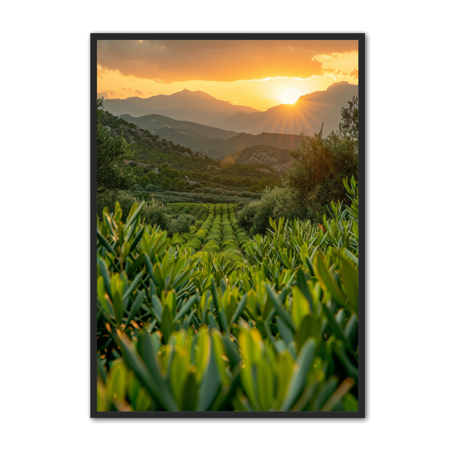 Oliven Plakat 24