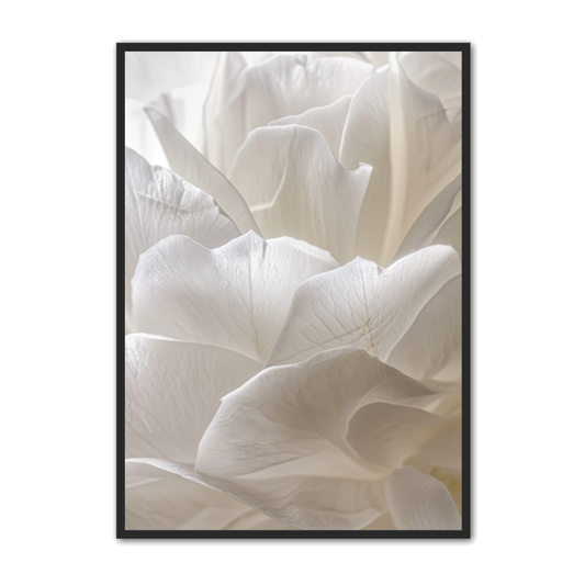 Blomster Plakat 124 - Hvide Rosenblade