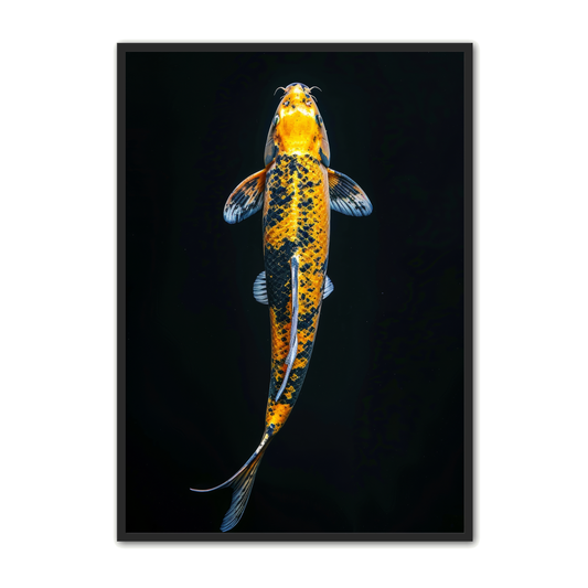 Koi Fisk Plakat 5