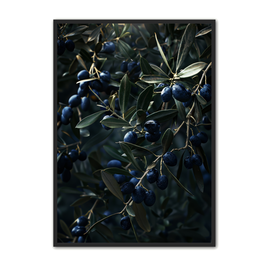 Oliven Plakat 20