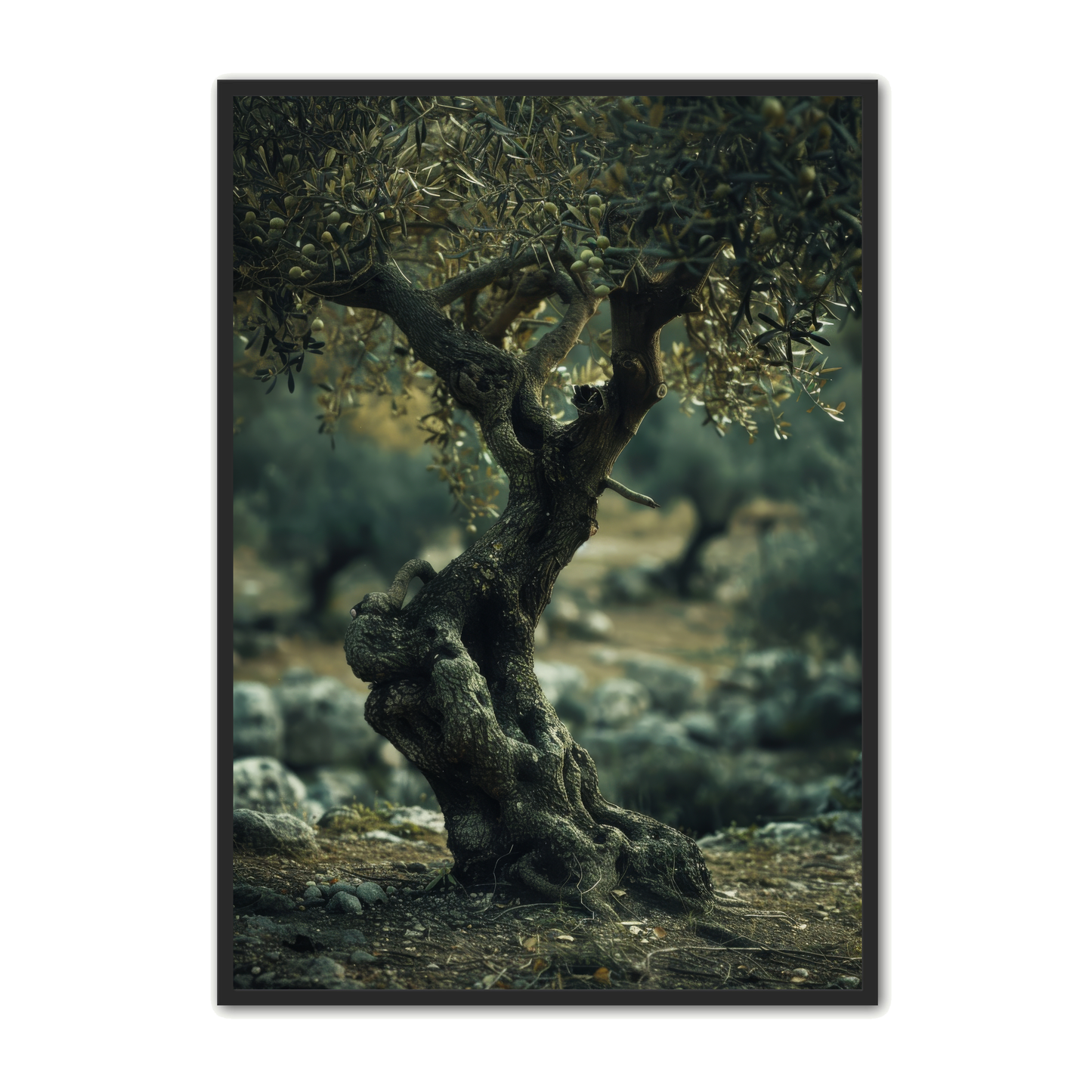 Oliven Plakat 21