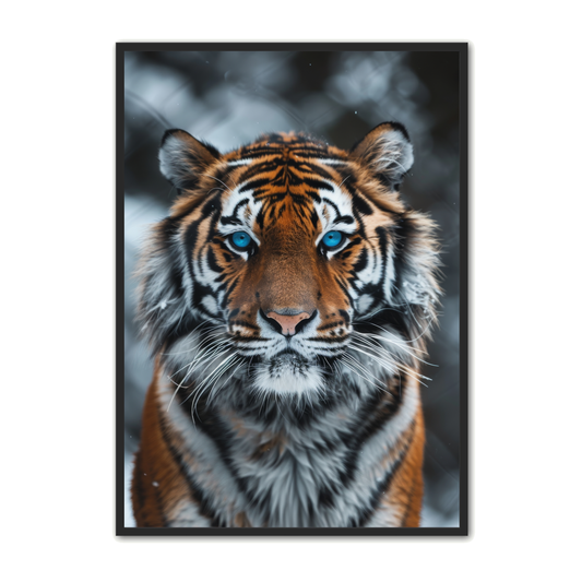 Tiger Plakat 1 - Dyreplakater