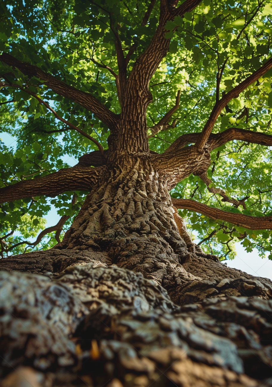 En gammel træstamme ses nedefra, hvor den brede bark fører blikket op mod grønne trækroner. Kraftige grene breder sig ud under lyset mellem bladene.